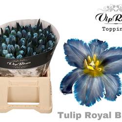 Tulpe blau gefärbt Royal blue 32 Gramm