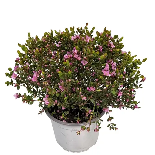 Boronia Crena. rosa Busch T15 H030