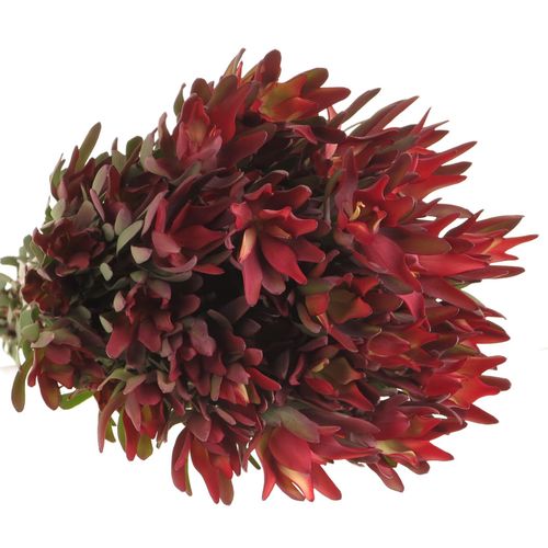 Leucadendron rot Blush verzweigt 60cm