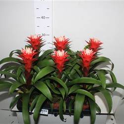 Guzmania Hope Schnapch. Von Uhr T12 H34