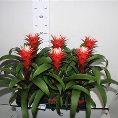 Guzmania Hope Schnapch. Von Uhr T12 H34
