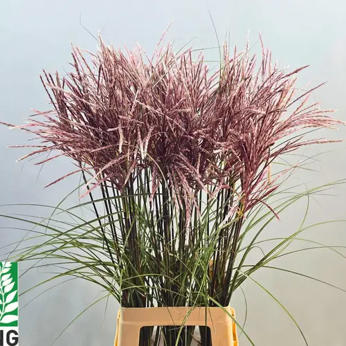 Ziergras rot Miscanthus Red Cloud 90cm x 30