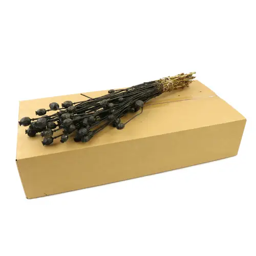 Trocken Papaver schwarz L60cm in Karton