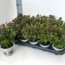 Hebe All Blooms lila T10,5 H025