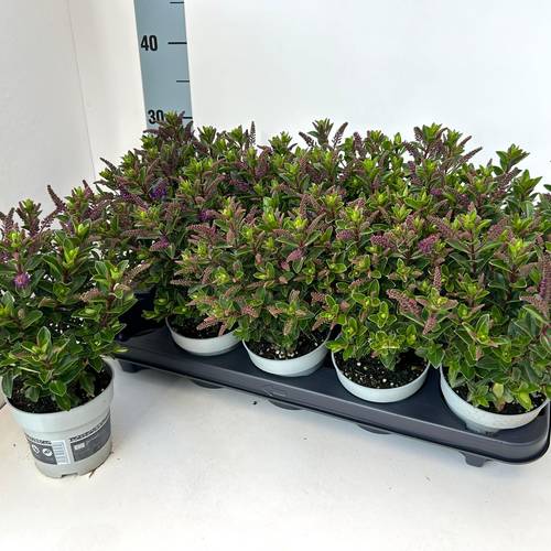 Hebe All Blooms lila T10,5 H025