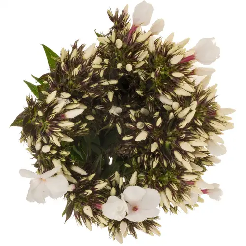 Phlox weiss P Light Eyes 50cm