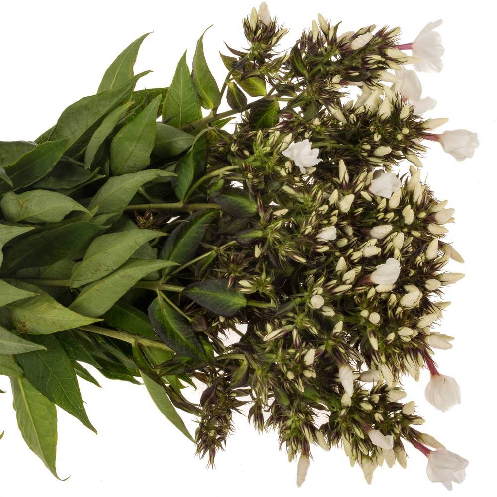 Phlox weiss P Light Eyes 50cm