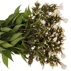 Phlox weiss P Light Eyes 50cm