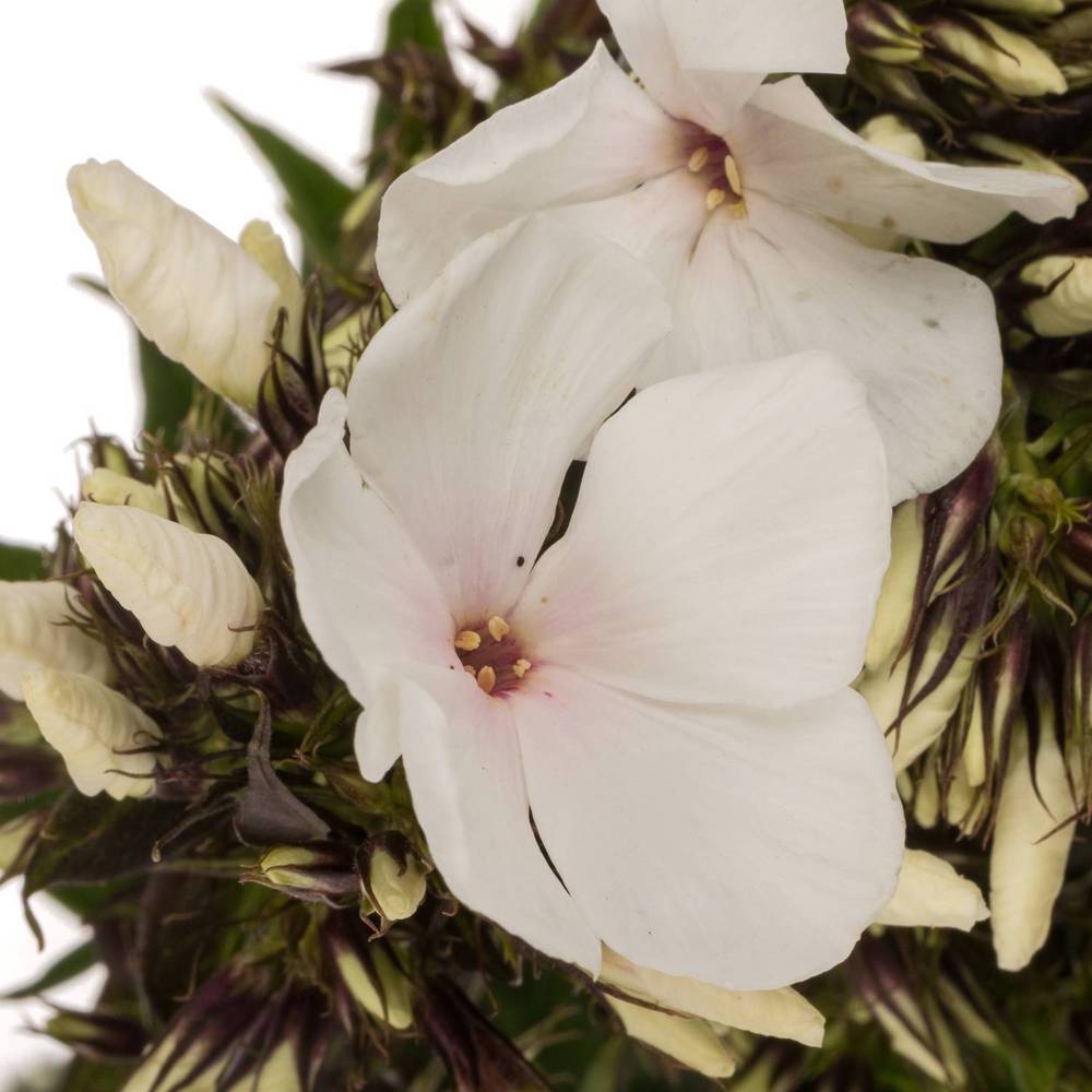 Phlox weiss P Light Eyes 50cm
