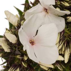 Phlox weiss P Light Eyes 50cm