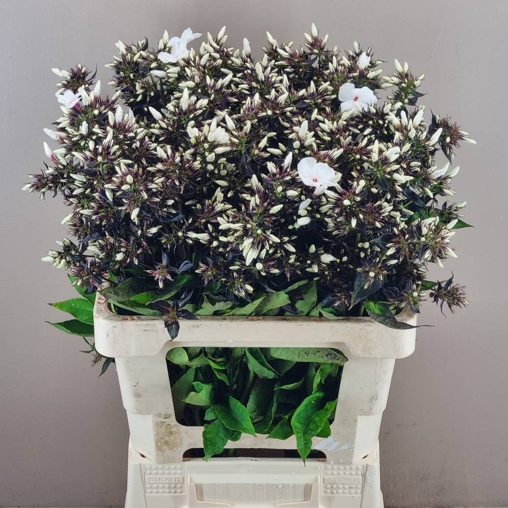 Phlox weiss P Light Eyes 50cm