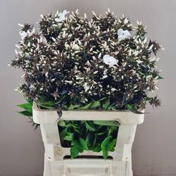 Phlox weiss P Light Eyes 50cm