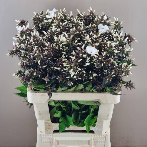 Phlox weiss P Light Eyes 50cm