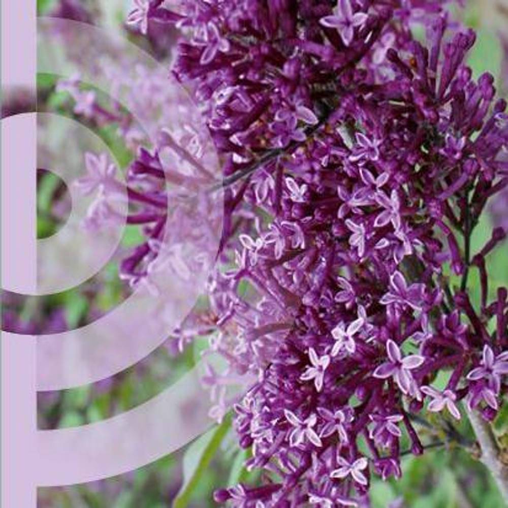 Syringa Bloomerang Dark Purple T19 H050