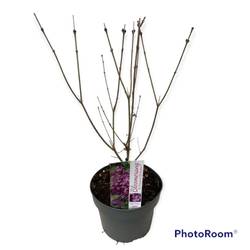 Syringa Bloomerang Dark Purple T19 H050
