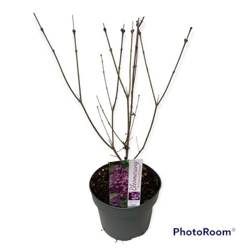 Syringa Bloomerang Dark Purple T19 H050