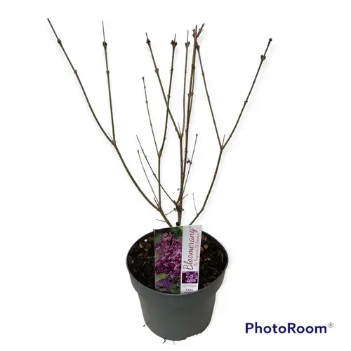 Syringa Bloomerang Dark Purple T19 H050
