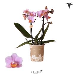 Phal.2-R rosa Santos Kolibri T09 H30