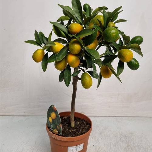 Zitrus Kumquat auf Stamm T15 H050