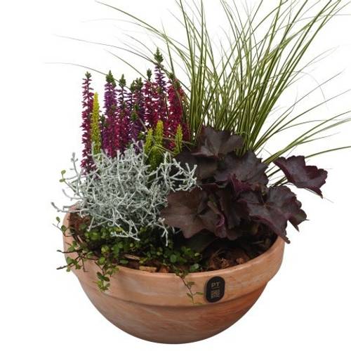 Garten.Arr PTHO7696 Herbst T23 H044