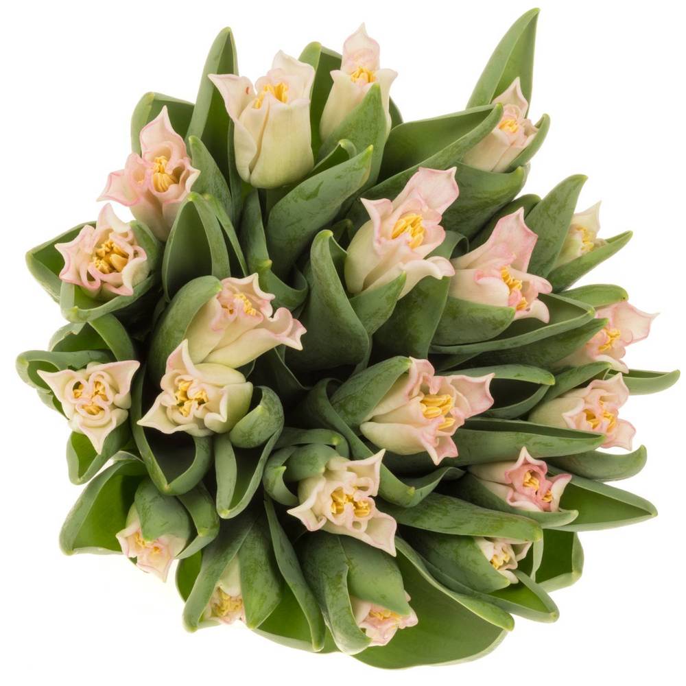 Tulpe rosa Crown Dynasty Triflor 36 Gramm