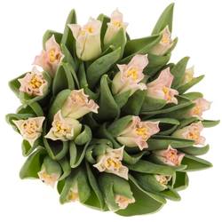 Tulpe rosa Crown Dynasty Triflor 36 Gramm
