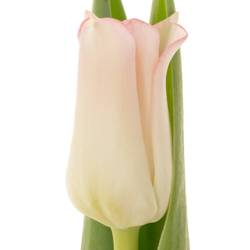 Tulpe rosa Crown Dynasty Triflor 36 Gramm