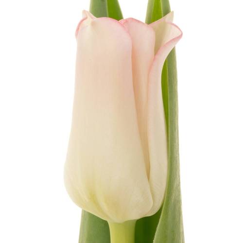 Tulpe rosa Crown Dynasty Triflor 36 Gramm