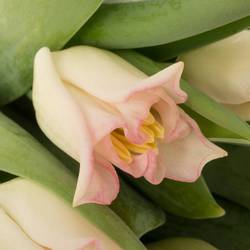 Tulpe rosa Crown Dynasty Triflor 36 Gramm