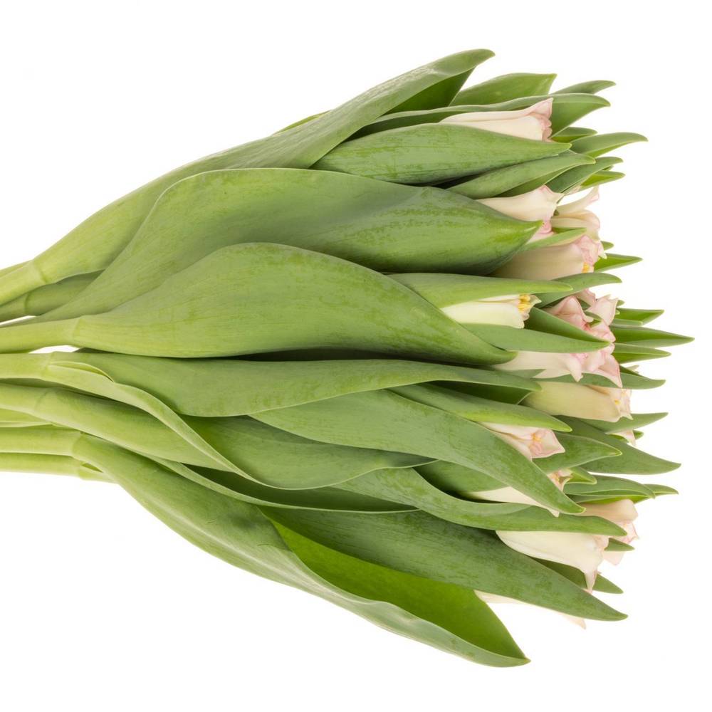 Tulpe rosa Crown Dynasty Triflor 36 Gramm