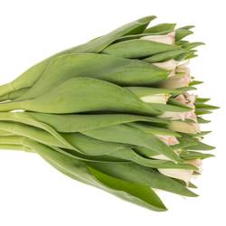 Tulpe rosa Crown Dynasty Triflor 36 Gramm