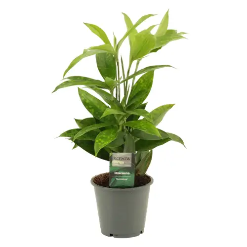 Dracaena 1er Surculosa T12 H040