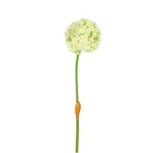 Seiden Allium weiss L82cm