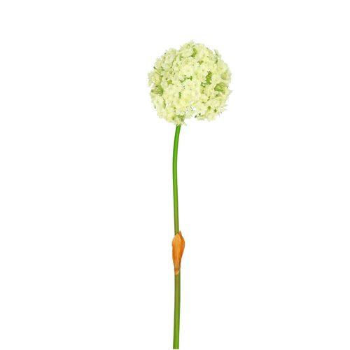 Seiden Allium weiss L82cm