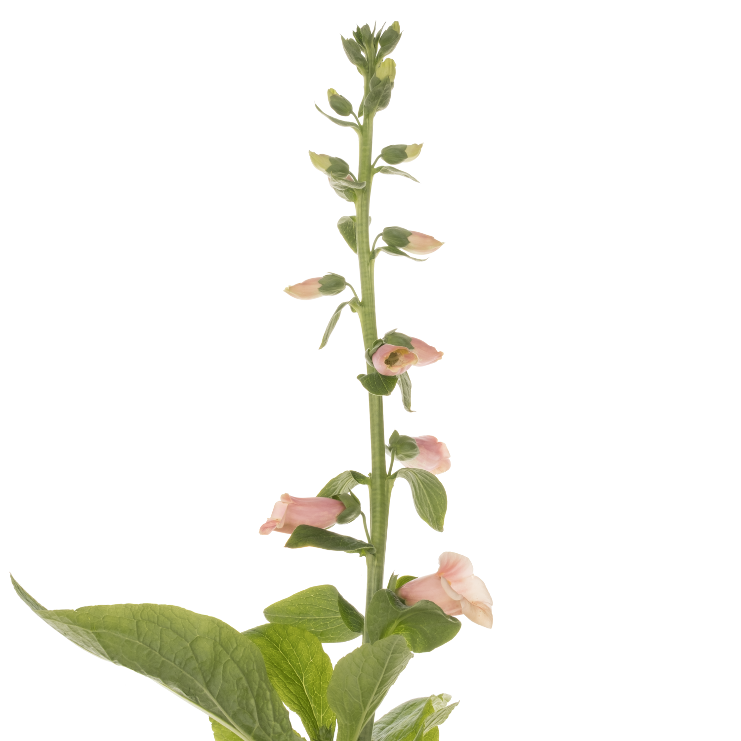 Digitalis lachs purpurea 80cm