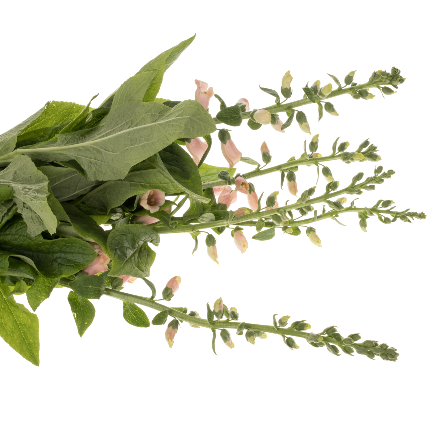 Digitalis lachs purpurea 80cm