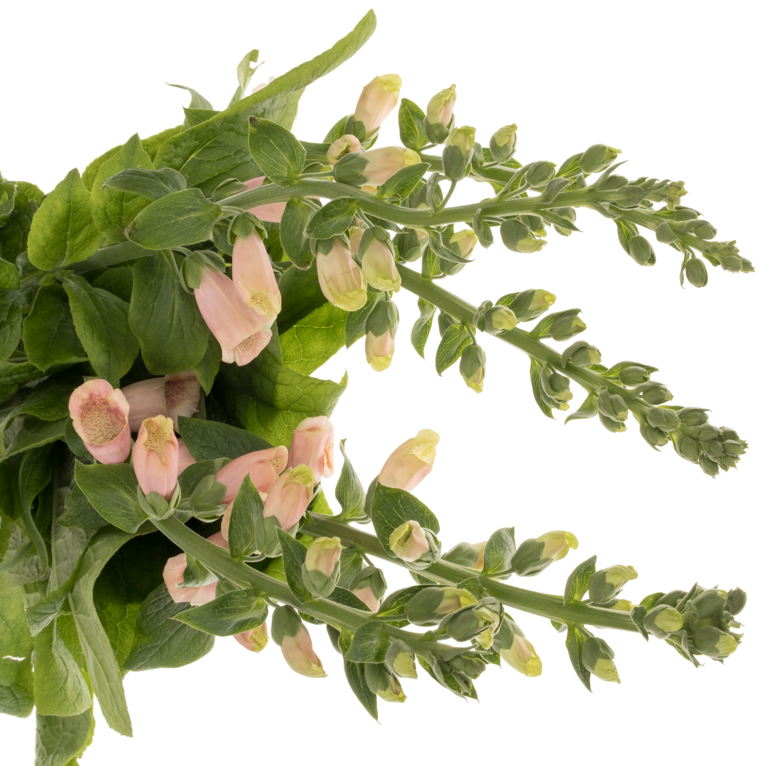 Digitalis lachs purpurea 80cm