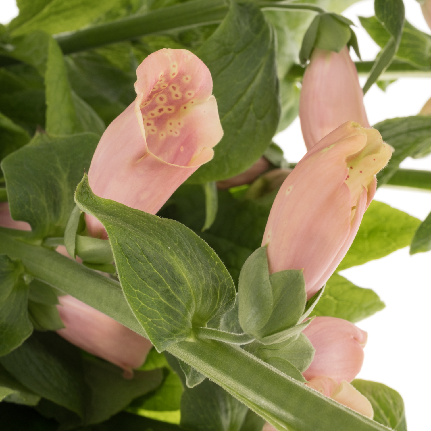 Digitalis lachs purpurea 80cm