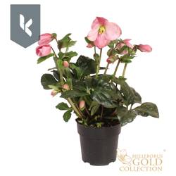 Helleborus HGC Winter Ballet rosa Grossbl. T15 H050