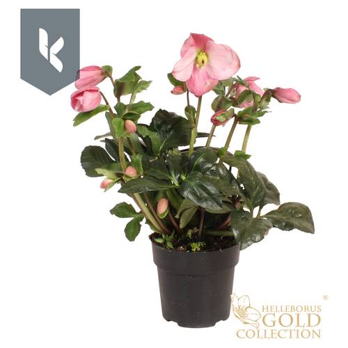 Helleborus HGC Winter Ballet rosa Grossbl. T15 H050