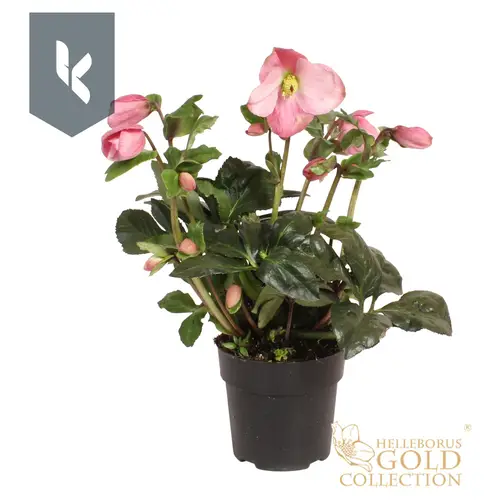 Helleborus HGC Winter Ballet rosa Grossbl. T15 H050