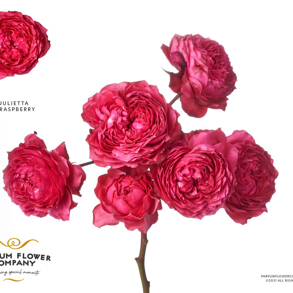 Rose verzweigt fuchsia Julietta Raspberry 50cm