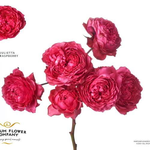 Rose verzweigt fuchsia Julietta Raspberry 50cm