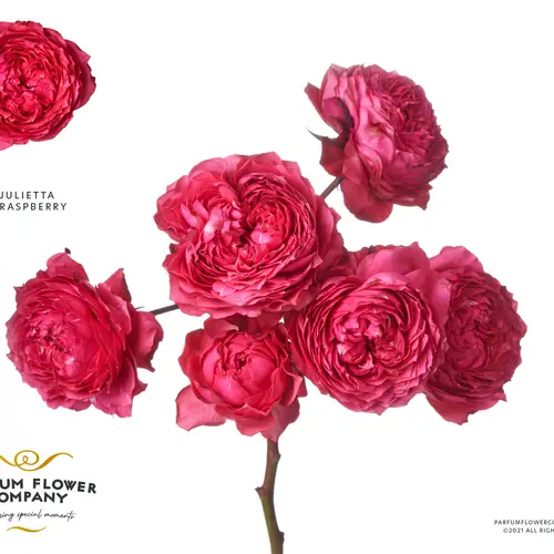 Rose verzweigt fuchsia Julietta Raspberry 50cm