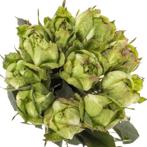 Rose grün Veggie (Ec) 60cm X10