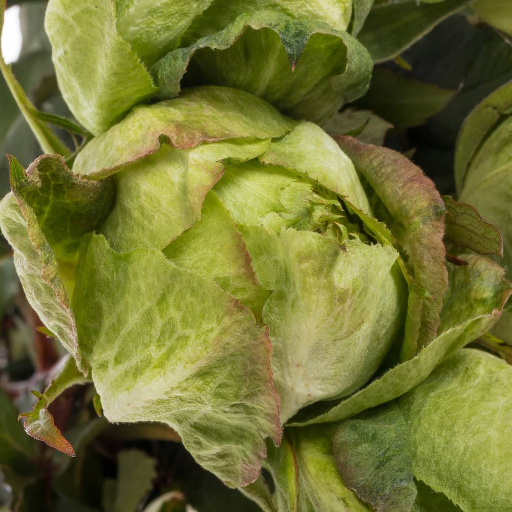 Rose grün Veggie (Ec) 60cm X10