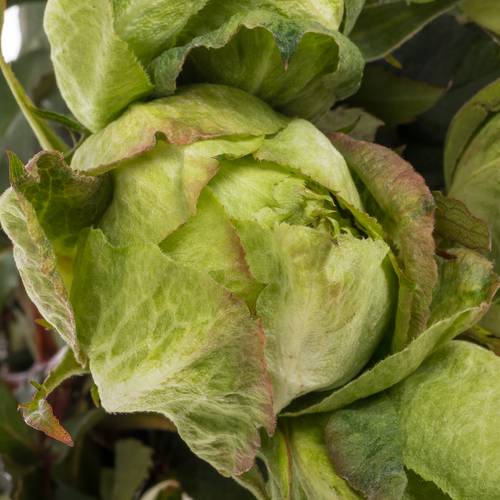 Rose grün Veggie (Ec) 60cm X10