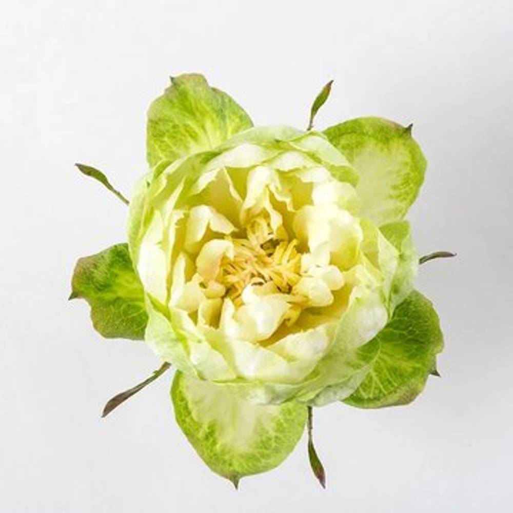 Rose grün Veggie (Ec) 60cm X10