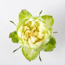 Rose grün Veggie (Ec) 60cm X10