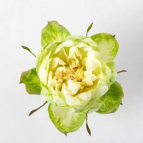 Rose grün Veggie (Ec) 60cm X10